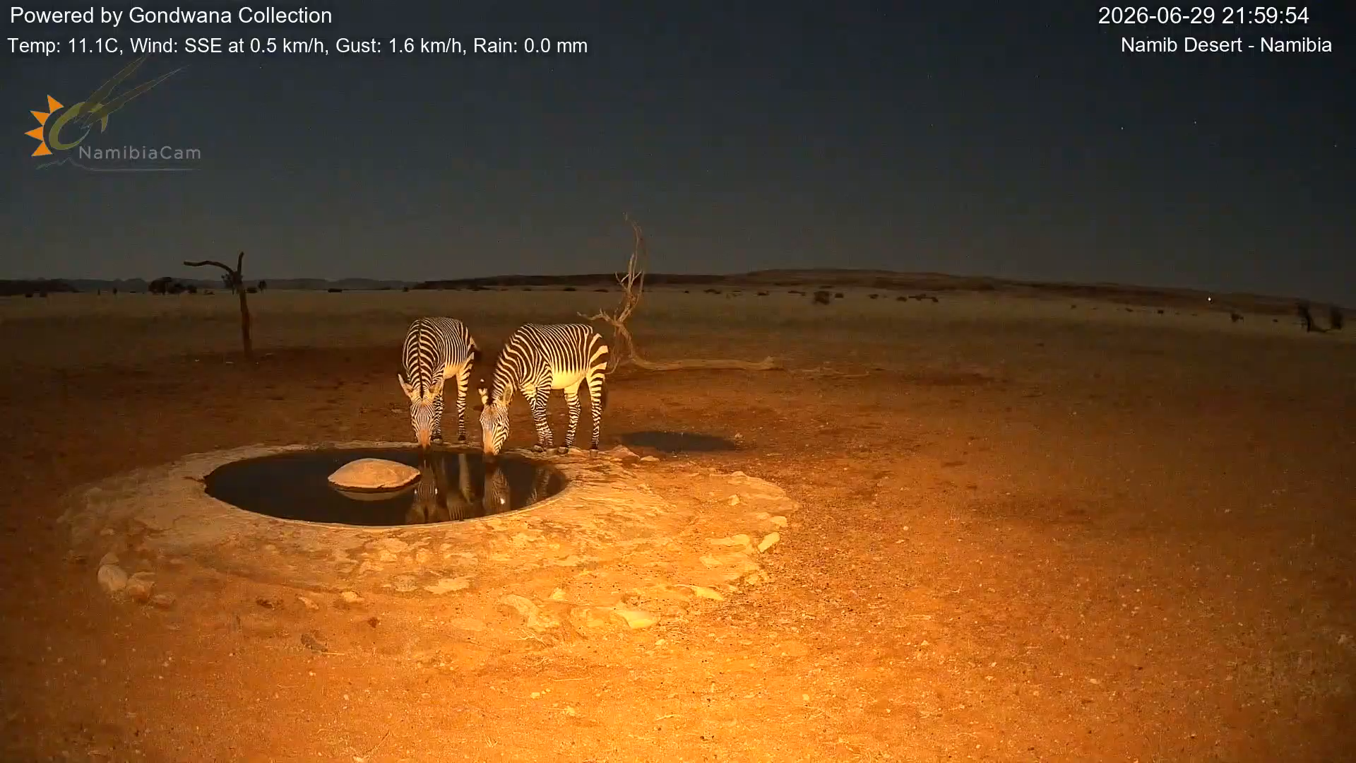 Immagine da una telecamera vicino a una pozza d'acqua nel deserto della Namibia