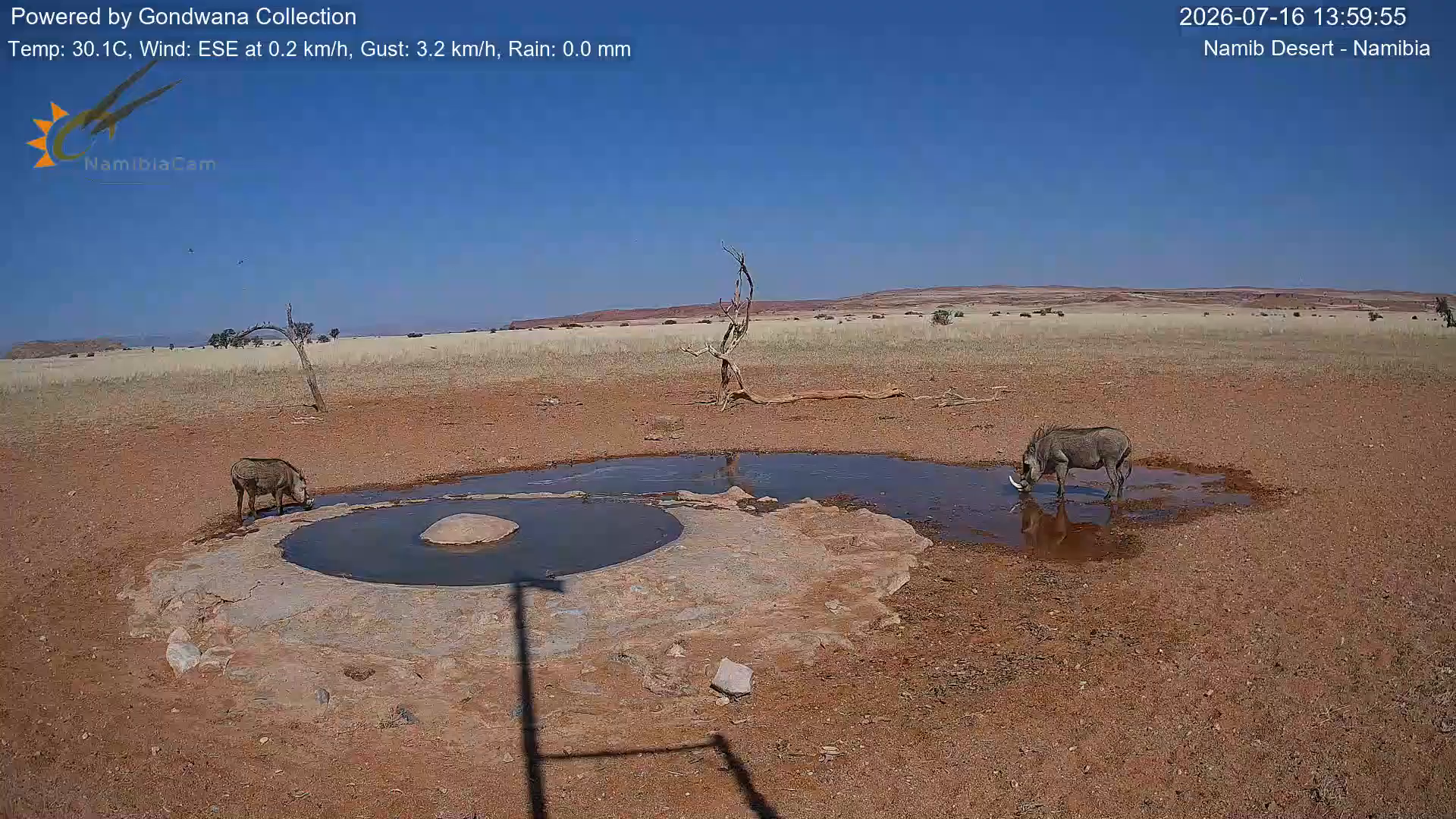 Immagine da una telecamera vicino a una pozza d'acqua nel deserto della Namibia