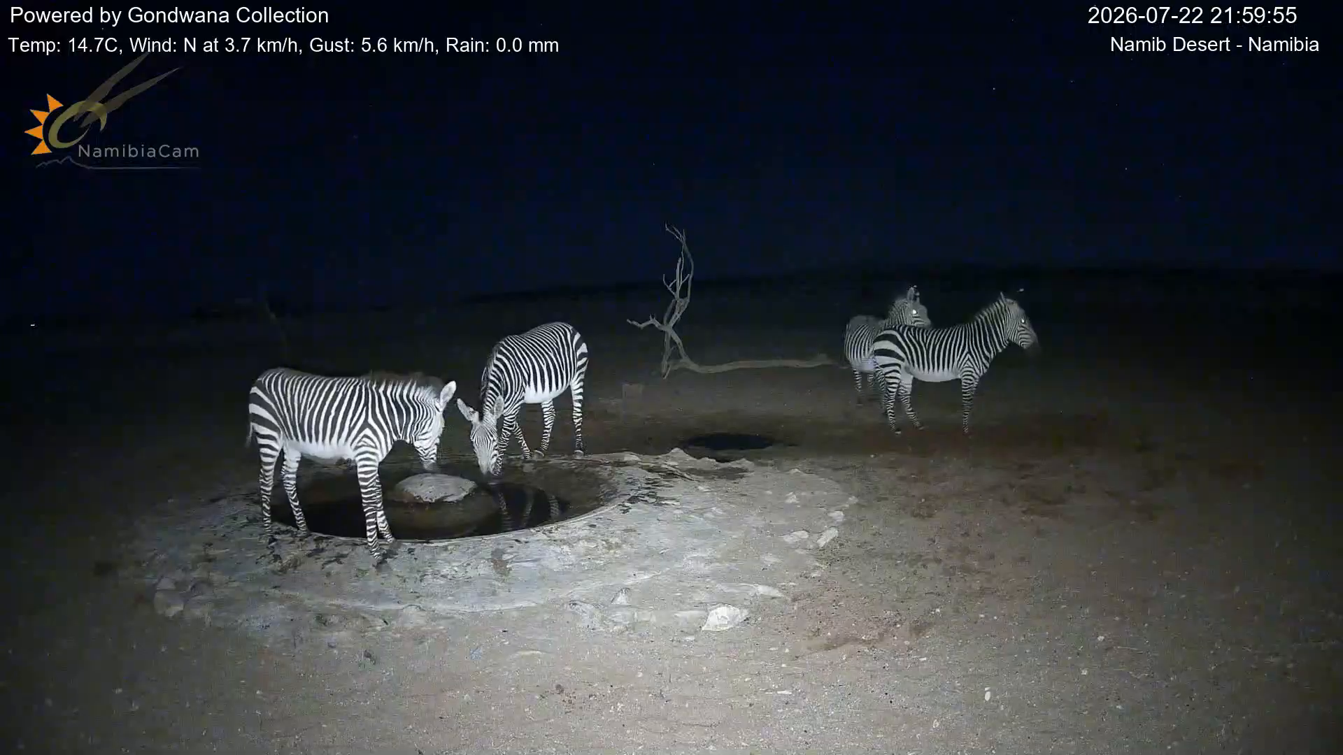 Immagine da una telecamera vicino a una pozza d'acqua nel deserto della Namibia