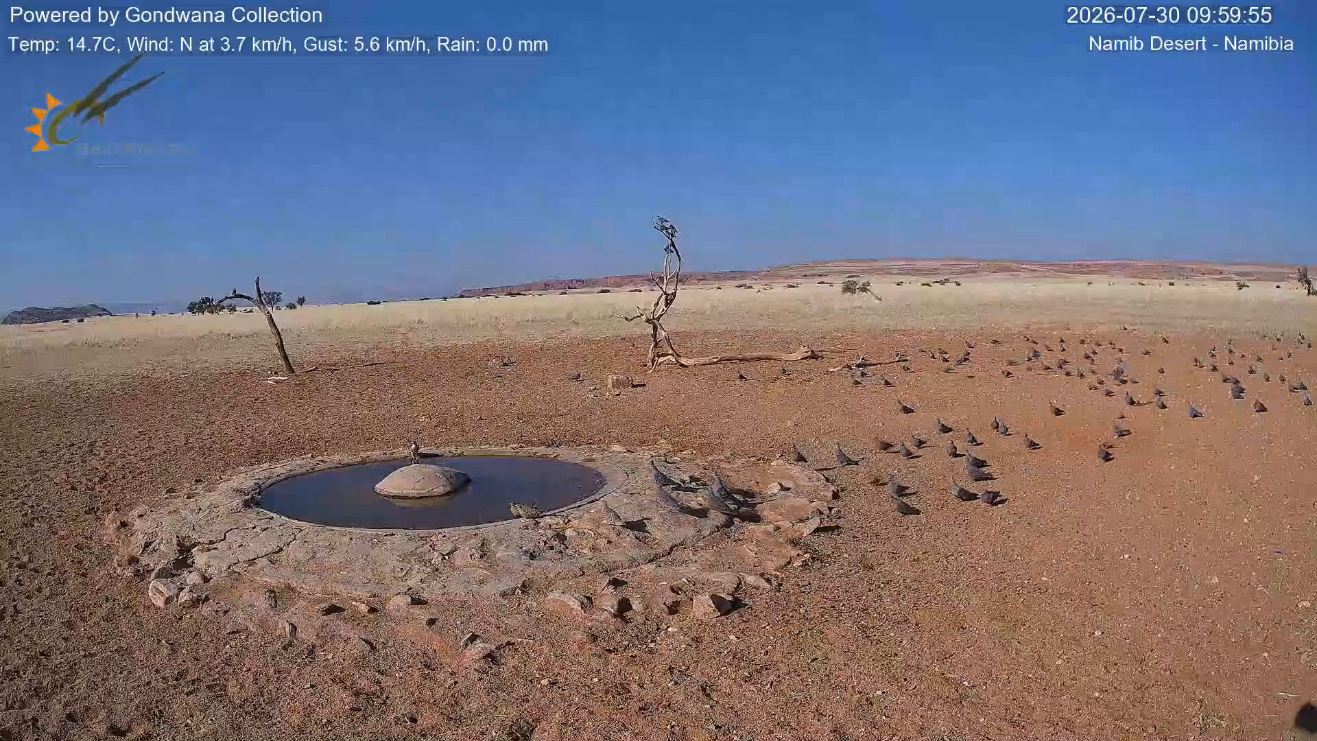 Immagine da una telecamera vicino a una pozza d'acqua nel deserto della Namibia