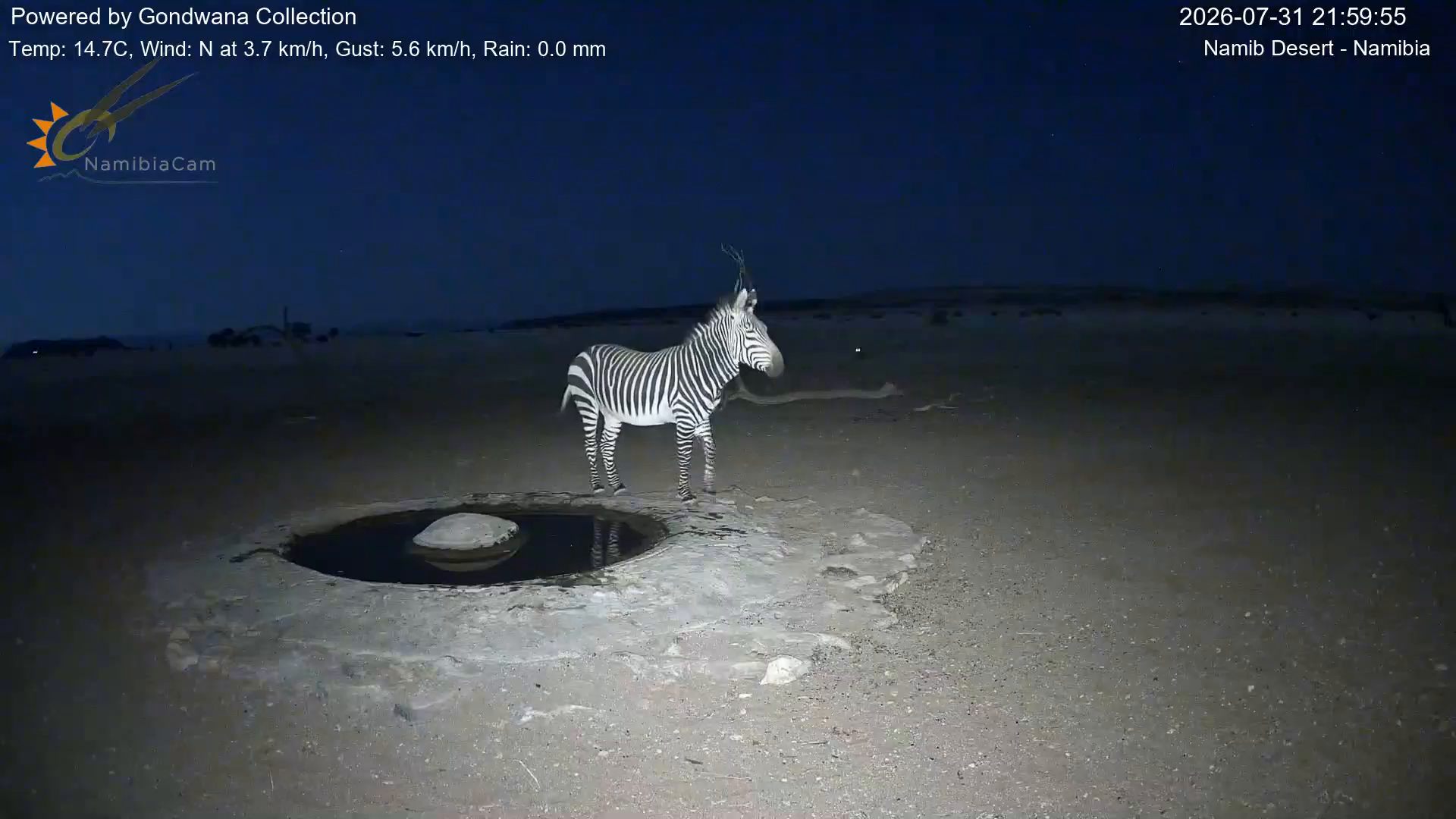 Immagine da una telecamera vicino a una pozza d'acqua nel deserto della Namibia