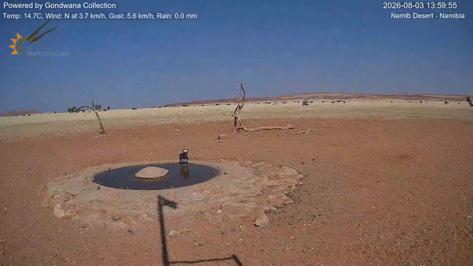 Immagine da una telecamera vicino a una pozza d'acqua nel deserto della Namibia
